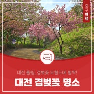 대전 겹벚꽃 튤립 명소 대전 오월드 플라워랜드