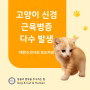 [송도동물병원]고양이 신경 근육병증 다수 발생 24시송도힐메디컬센터에서 전하는 주의사항