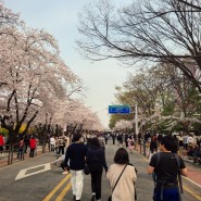 여의도 한강공원 벚꽃놀이
