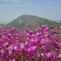 비슬산진달래-대구비슬산-대견사-참꽃축제