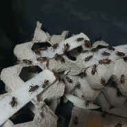 귀뚜라미 먹이 관리 간단하고 쉽게 하는 방법은?