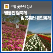 [주말 꽃축제 정보]공릉천 튤립축제 & 월롱산 철쭉제