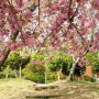 [부산 중구] 봄! 봄! 봄! 겹벚꽃이 만개한 오늘 아침의 민주공원(현재 개화 상황)