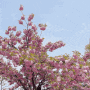 서울 보라매공원 겹벚꽃 소소하게 꽃구경 나들이