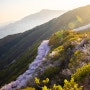 황령산 진달래, 황령산 일출, 황령산 벚꽃길