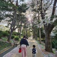연희공원 벚꽃 끝물