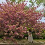 목포 근교 겹벚꽃 명소, 사진 찍기 너무 좋은 영암 왕인박사 유적지 실시간!