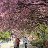 겹벚꽃,수양벚꽃이 아름다운 천안각원사 4월17일 방문