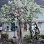 미인보다 꽃: 국립극장의 대형 백색 라일락
