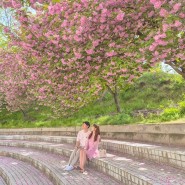 경남 4월 꽃구경, 창원 늘푸른전당 겹벚꽃 실시간 엔딩 시작
