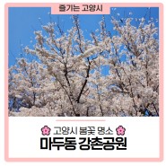 [🌸고양시 봄꽃 명소] 일상 속에서의 봄꽃 구경, <마두동 강촌공원>