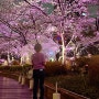 [도쿄] 도쿄 미드타운 맛집 히라타 목장에서 인생돈까스와 벚꽃 구경