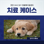 안성24시동물병원 + 강아지빈혈 + 강아지 IMHA + 천안24시스카이동물메디컬센터
