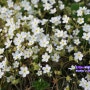 4월 풀때기 속 보물찾기 하얀 봄맞이꽃 이쁘다 / 나태주 시인