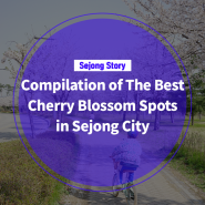 The Best Cherry Blossom Spots in Sejong City(김규림 기자님)