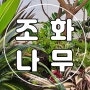 조화나무 조경, 대림동 명지춘혜재활의료원 로비 실내정원 완성