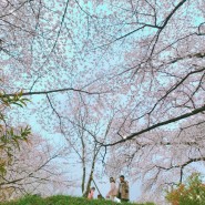 [대전인근 벚꽃구경] 공주 충남역사박물관 벚꽃동산 중동성당뷰맛집