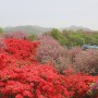 전주 완산공원 칠봉 꽃동산 겹벚꽃 철쭉 명소 주차