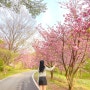 서산 문수사 겹벚꽃 명소 주차 4월 꽃구경 가볼만한곳 추천