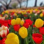 4월 삼락공원 벚꽃엔딩 × 태안 튤립축제 못지않은 곳이 삼락공원에도 있다는데!! (VJ특공대 ver.)