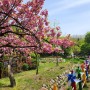 부평숲 인천 나비공원 겹벚꽃 풍성한 겹벚꽃나무 활짝 피었어요