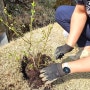 블루베리 묘목 품종종류 듀크 스타 레가시 블루베리 심기, 올해 수확할까?