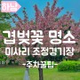 서울근교 겹벚꽃 명소 하남미사리조정경기장(미사경정공원)