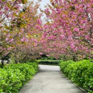 제주 상효원 입장권 할인, 수목원 튤립 겹벚꽃 등 봄꽃축제 정말 예뻐요.