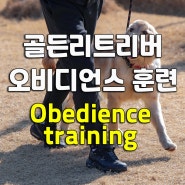 골든리트리버 기본예절훈련 #산책훈련 #앉아엎드려 #복종훈련 #부산양산애견훈련소