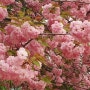 서울 월드컵공원 난지천공원 겹벚꽃