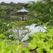 서울 용산 국립 중앙박물관 등나무꽃 철쭉 꽃동산