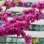 4월에 피는 보라색 꽃 : 박태기나무