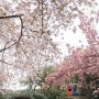 군산 월명공원에 핀 겹벚꽃 photo by 한걸음씩