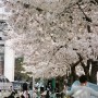 벚꽃 그리고 봄 필름 사진들~(leica m6, kodak portra160)