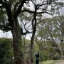 일본 후쿠오카여행 / 마이즈루공원과 오호리공원 그리고 후쿠오카성터