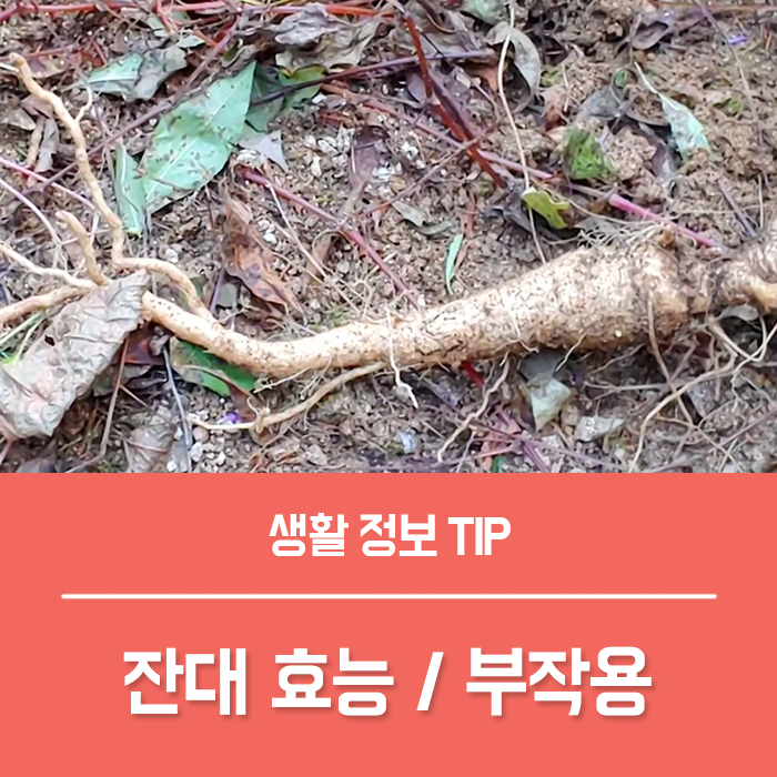 잔대 효능 TOP3, 잔대(사삼 딱주) 부작용 잔대 모종 키우기 방법 : 네이버 블로그