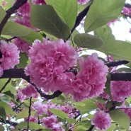 겹벚꽃 명소 완산칠봉꽃동산
