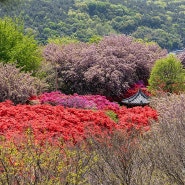 철쭉 겹벚꽃 명소 전주 공원 완산 칠봉꽃동산 나들이