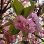 지금 가면 딱 좋은 전주완산공원 꽃동산- 겹벚꽃&철쭉이 한창입니다.놓치면 후회각!