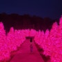포천 허브아일랜드 불빛동화축제 애견동반 입장료 핑크트리 야경명소
