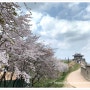 창룡문 벚꽃 & 동북포루