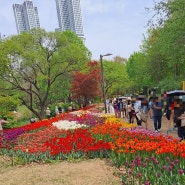 꽃구경,,,서울숲 튤립