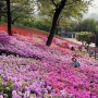 부천 봄꽃나들이 추천 고강선사유적지 철쭉동산 개화현황