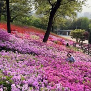 부천 봄꽃나들이 추천 고강선사유적지 철쭉동산 개화현황