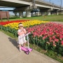 파주 봄나들이 공릉천 튤립축제 🌷