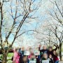 2024년 미소요양원 어르신들과 봄나들이(벚꽃) 다녀왔어요!(1편)