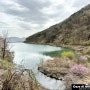 남쪽에서 이른 봄맞이~ 경남 김해 진례저수지 벚꽃놀이
