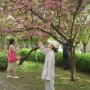 서울 겹벚꽃 명소 보라매공원 꽃구경하기