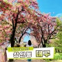 대구여행 대구 겹벚꽃 실시간 대구 월곡역사공원 대구 꽃구경