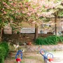 전주겹벚꽃 삼천주공3단지 놀이터의 겹벚꽃상태